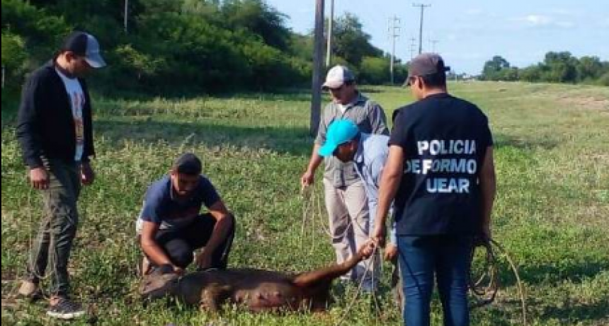 Acentúan controles sobre ruta para evitar la presencia de animales sueltos