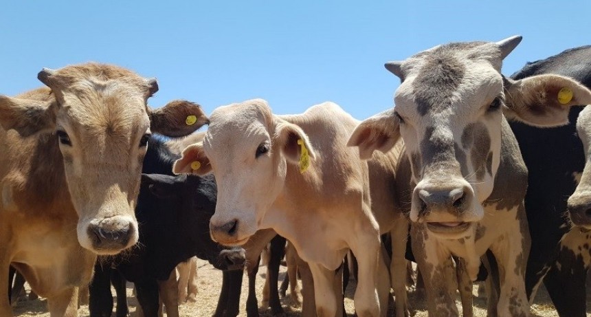 Este martes se hará una nueva feria ganadera de productores del oeste provincial