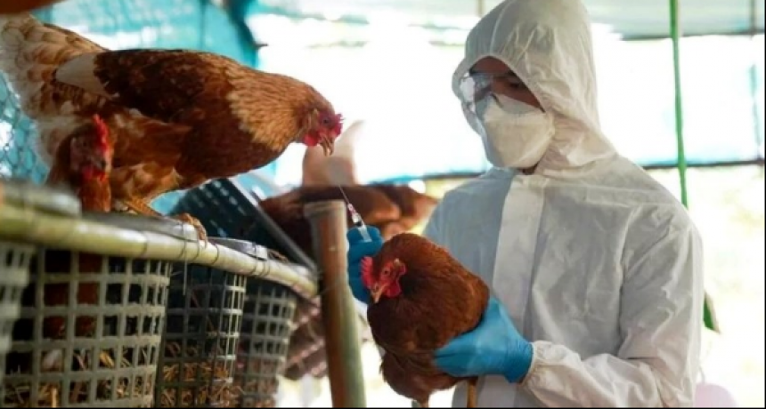Realzan las acciones sanitarias articuladas para asistir a los productores afectados por la gripe aviar