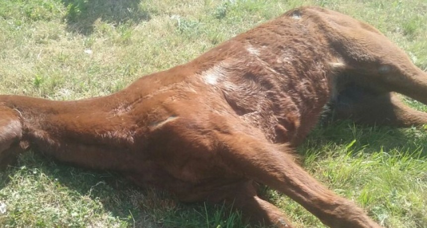 Recomiendan tomar medidas para evitar el virus de la Encefalomielitis Equina del Oeste