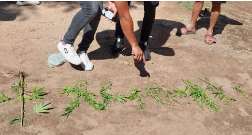 La Policía secuestró 12 plantines de marihuana en Estanislao del Campo