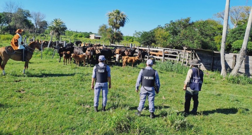 La Policía secuestró 61 vacunos y tres caballos por el delito de “Retención Indebida”