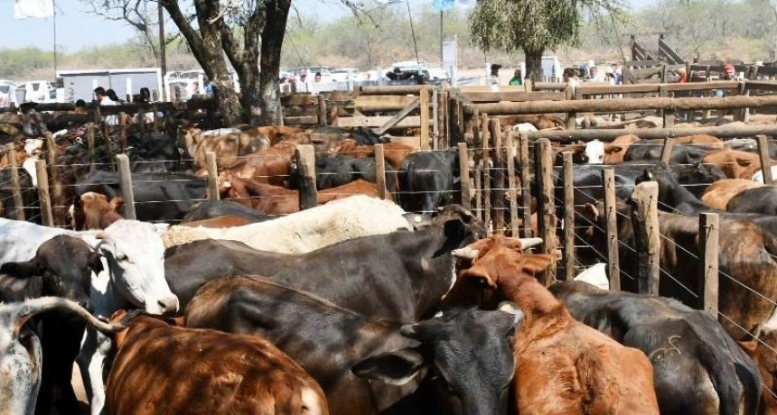 La feria ganadera paippera en Fortín Soledad se pospuso por las condiciones climáticas