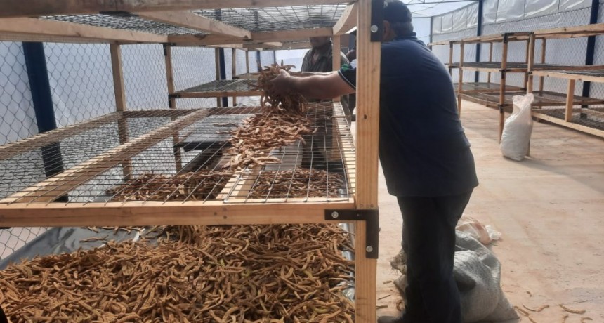 El Gobierno provincial inició la compra de chauchas de algarroba a comunidades originarias