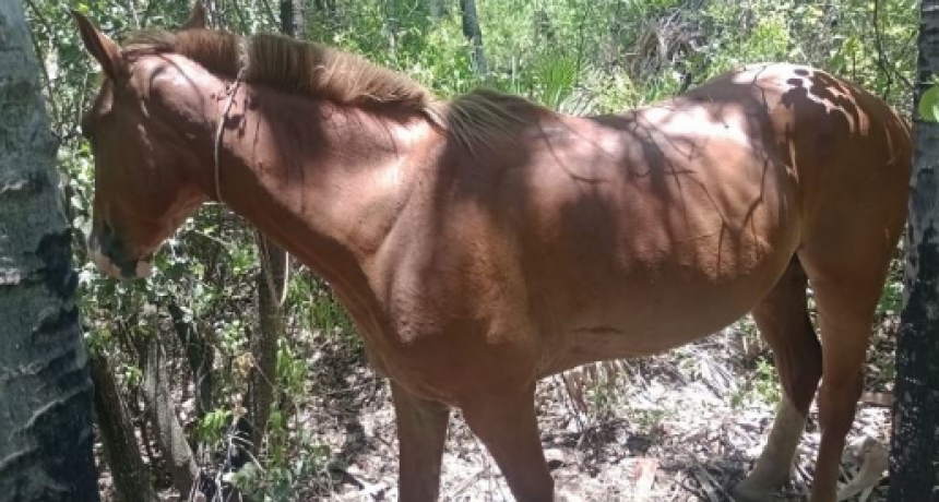 La Policía recuperó tres caballos robados