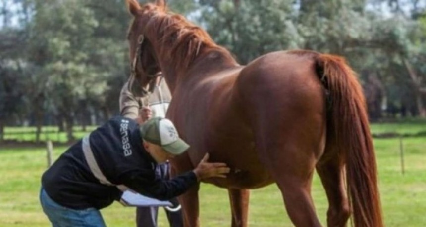 Posible caso de encefalomilietis equina en Formosa