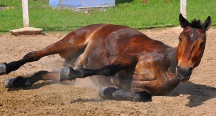 COPROSA confirmó el primer caso positivo de encefalomielitis equina