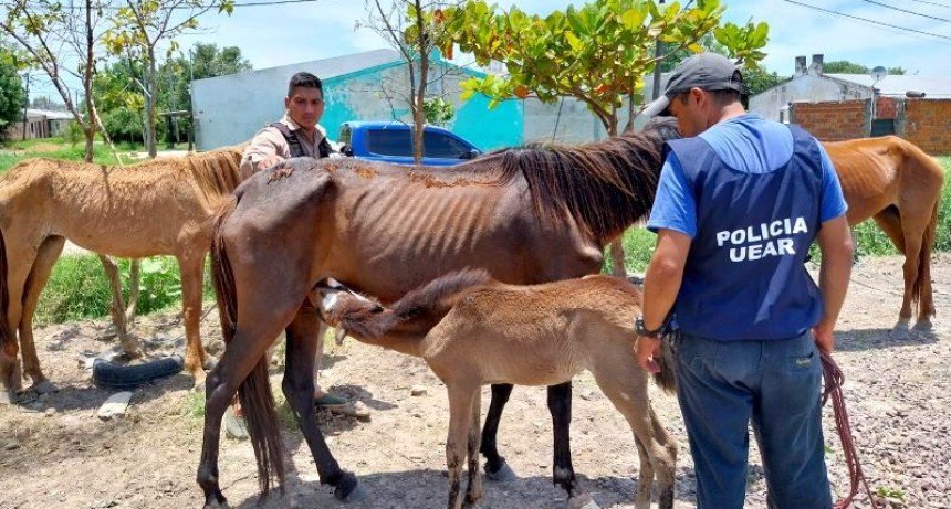 La Policía detuvo a un hombre y una mujer por maltrato animal