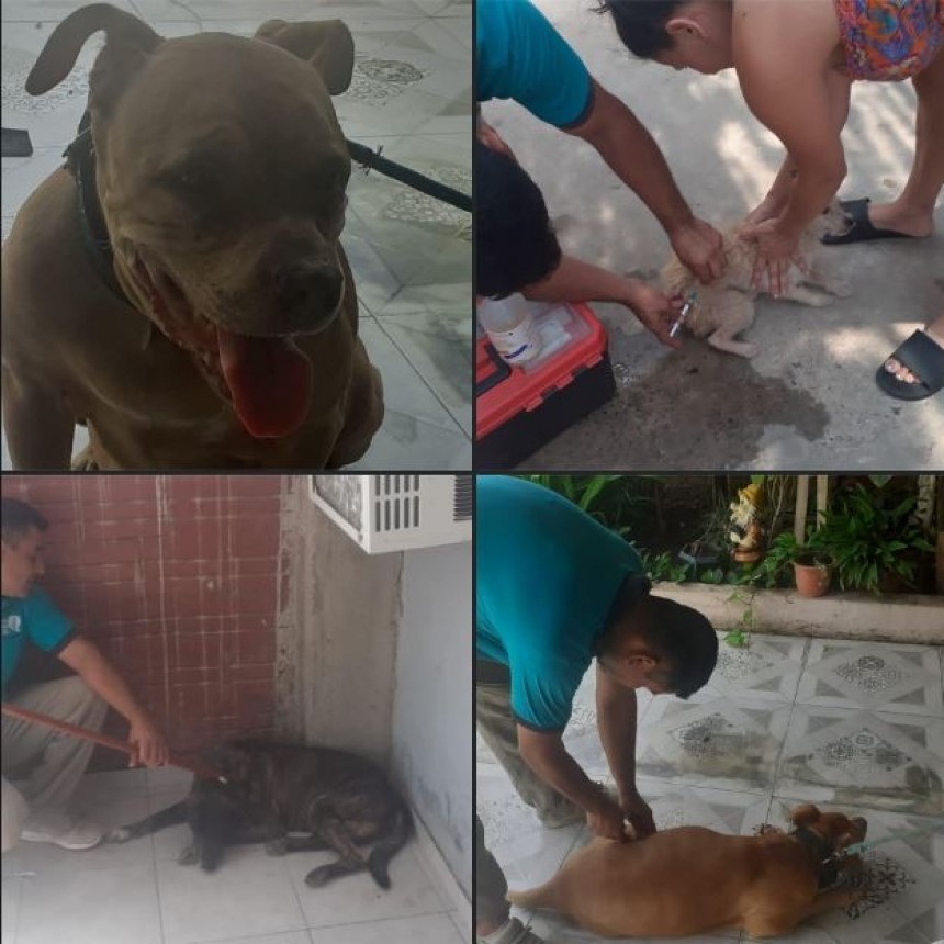 La Dirección de Zoonósis y bienestar animal realizó atenciones primarias en los barrios San Isidro Labrador, Sagrado Corazón y Nueva Formosa. 