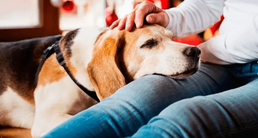 Cómo proteger a las mascotas de la pirotecnia