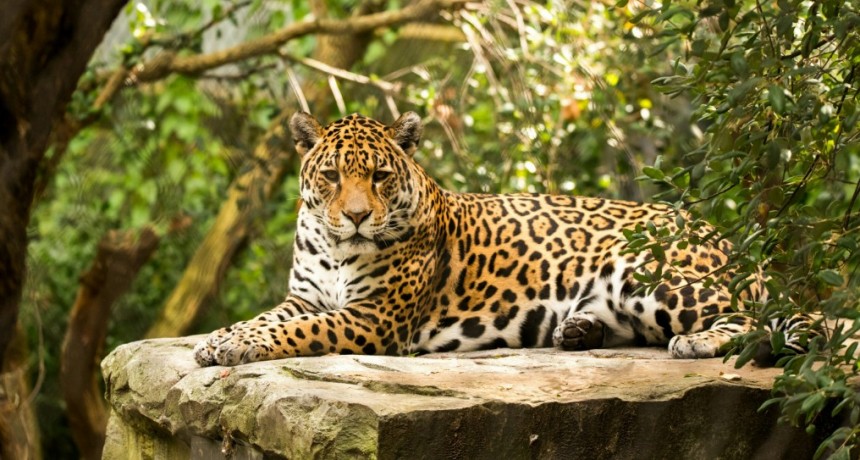 Subrayan el firme compromiso de la provincia en la protección del yaguareté