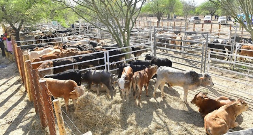 Todo listo para la Feria Ganadera Paippera de Puerto Irigoyen