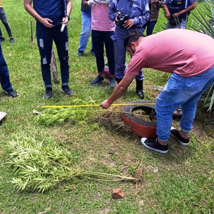 Secuestraron plantas de marihuana en La Nueva Formosa