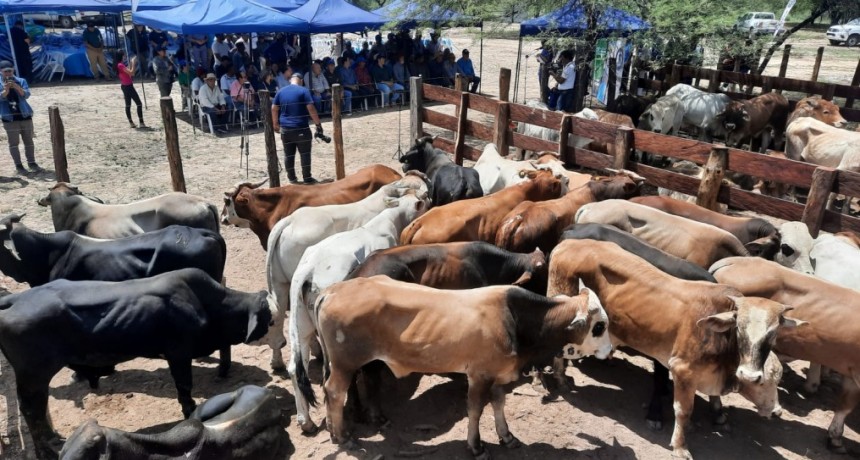 Valoran la importancia del quinto remate ganadero en el oeste provincial