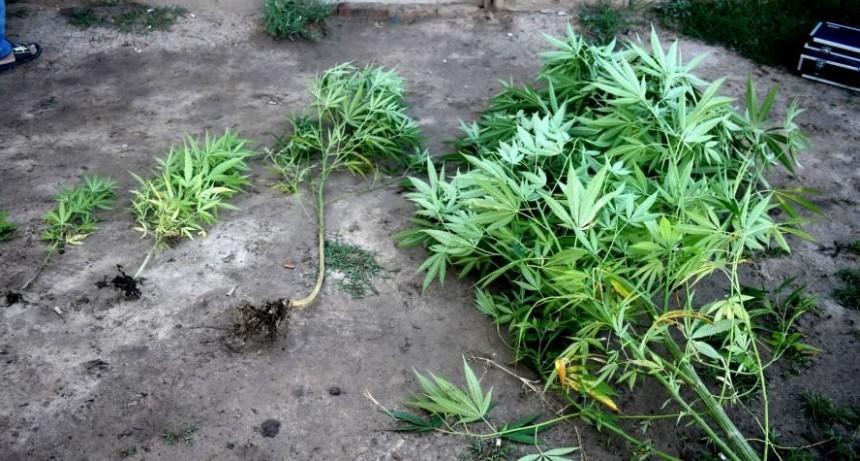 La Policía secuestró marihuana apta para 8.000 dosis destinadas para el consumidor
