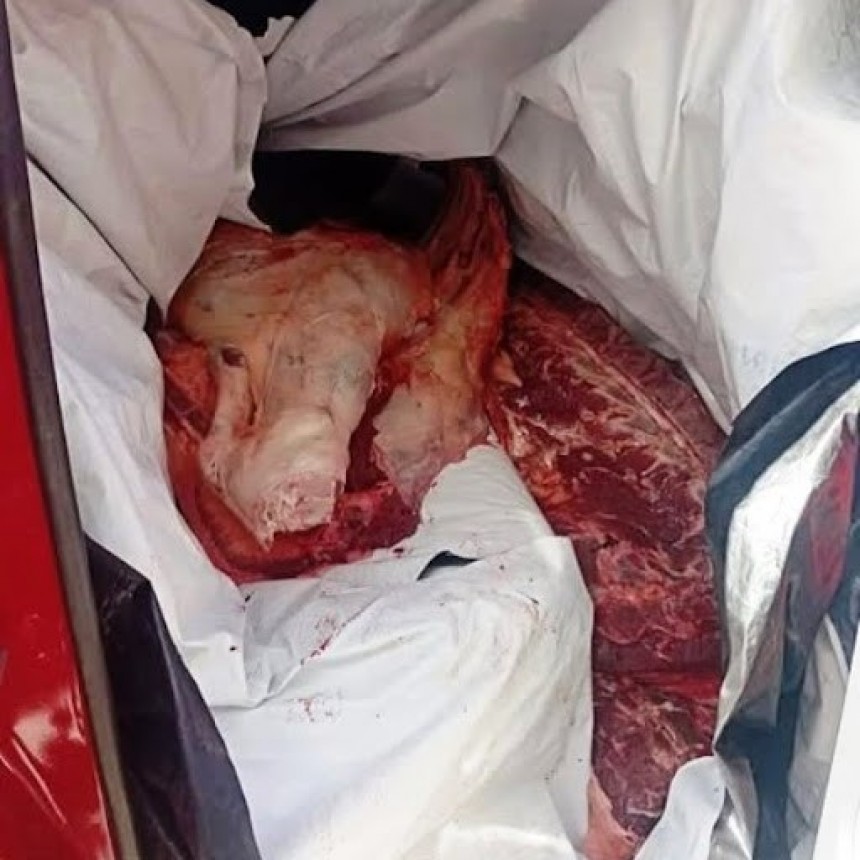 Transportaba carne vacuna sin cumplir con las condiciones exigidas y fue descubierto