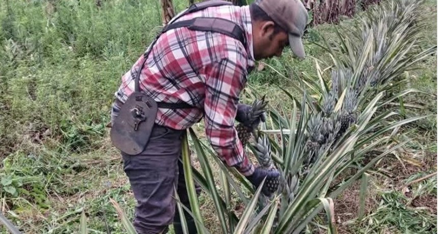 Ananás a mil pesos en las ferias del PAIPPA: Un productor agotó su cosecha en pocas horas